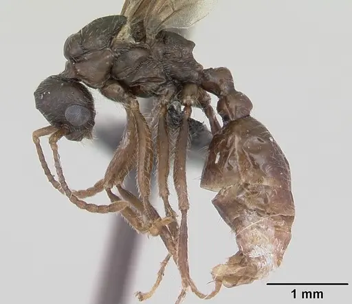 Myrmica gallienii specimen CASENT0172723 image casent0172723_3