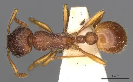 Myrmica gallienii specimen CASENT0900287 image casent0900287_1