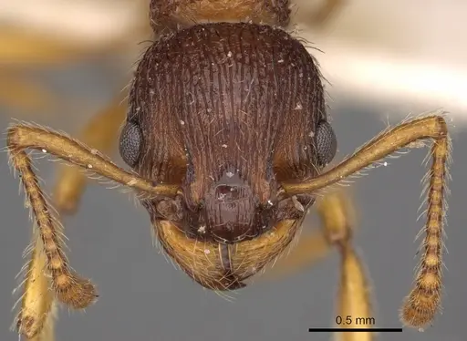 Myrmica gallienii specimen CASENT0900287 image casent0900287_2