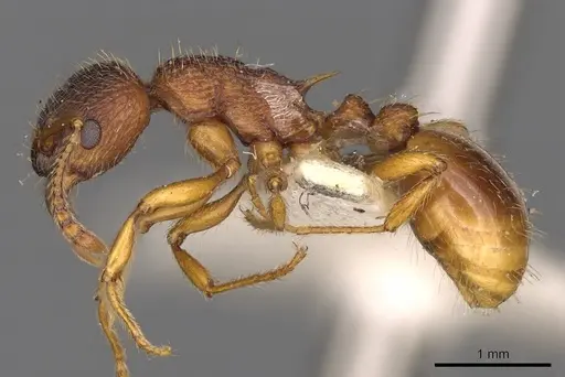 Myrmica gallienii specimen CASENT0900287 image casent0900287_3
