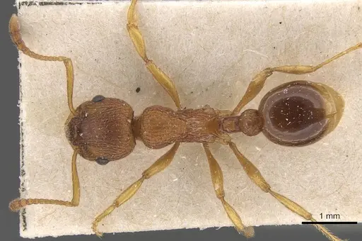 Myrmica gallienii specimen CASENT0907622 image casent0907622_1
