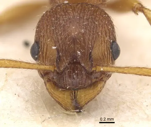 Myrmica gallienii specimen CASENT0907622 image casent0907622_2