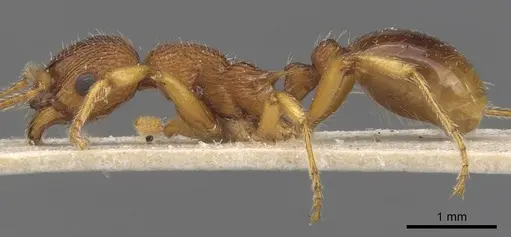 Myrmica gallienii specimen CASENT0907622 image casent0907622_3