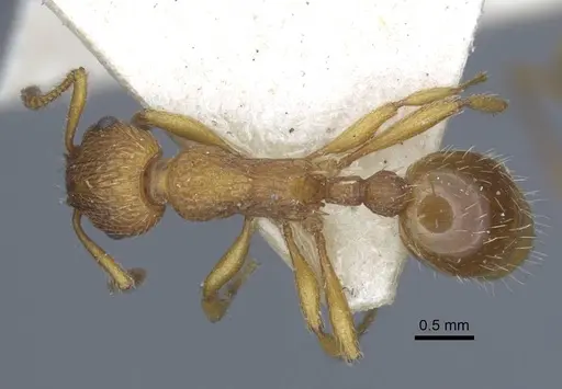 Myrmica gallienii specimen CASENT0916883 image casent0916883_1