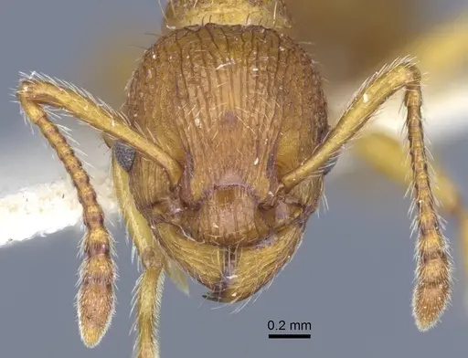 Myrmica gallienii specimen CASENT0916883 image casent0916883_2