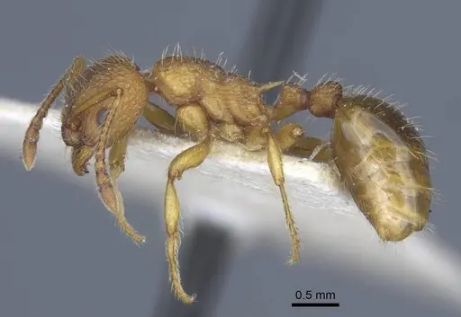 Myrmica gallienii specimen CASENT0916883 image casent0916883_3