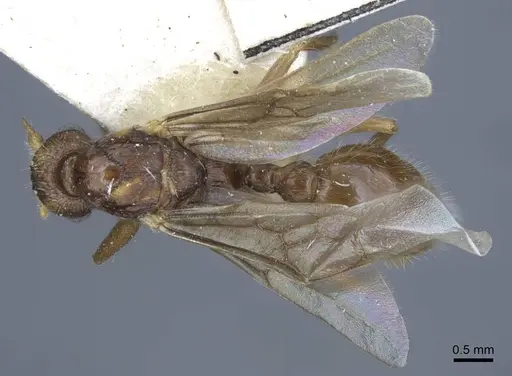 Myrmica gallienii specimen CASENT0916884 image casent0916884_1