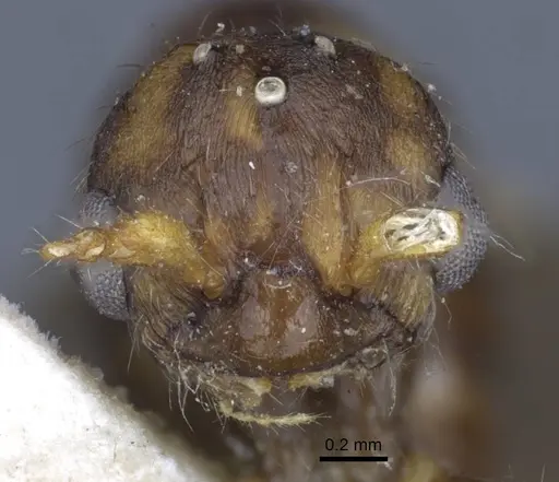 Myrmica gallienii specimen CASENT0916884 image casent0916884_2