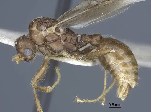 Myrmica gallienii specimen CASENT0916884 image casent0916884_3