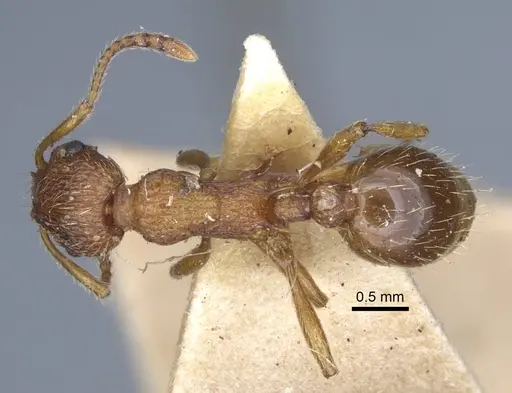 Myrmica gallienii specimen CASENT0916885 image casent0916885_1