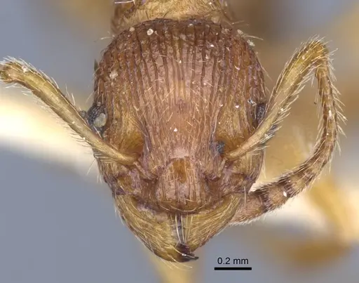 Myrmica gallienii specimen CASENT0916885 image casent0916885_2