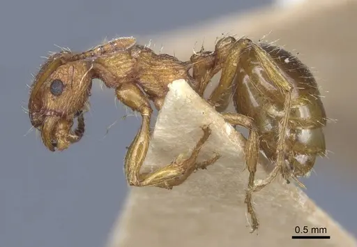 Myrmica gallienii specimen CASENT0916885 image casent0916885_3