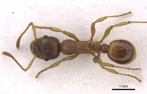 Myrmica gallienii specimen CASENT0922791 image casent0922791_1