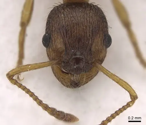 Myrmica gallienii specimen CASENT0922791 image casent0922791_2