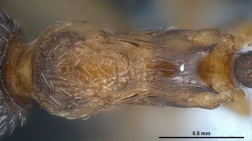 Myrmica gebaueri specimen ANTWEB1041279 image antweb1041279_1