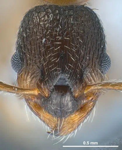 Myrmica gebaueri specimen ANTWEB1041279 image antweb1041279_2