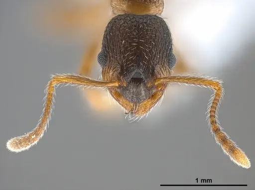 Myrmica gebaueri specimen ANTWEB1041279 image antweb1041279_3