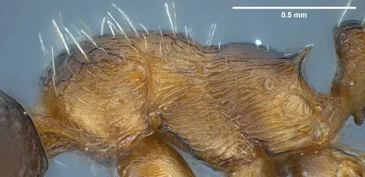 Myrmica gebaueri specimen ANTWEB1041279 image antweb1041279_4