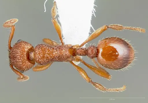 Myrmica glacialis specimen CASENT0005702 image casent0005702_1