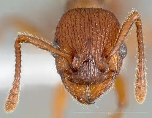 Myrmica glacialis specimen CASENT0005702 image casent0005702_2