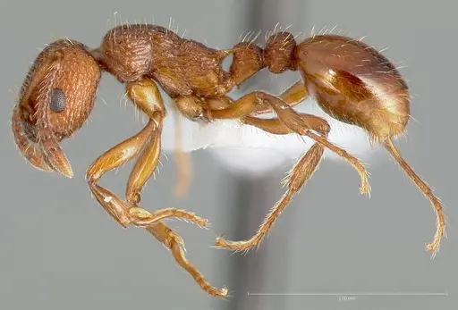 Myrmica glacialis specimen CASENT0005702 image casent0005702_3