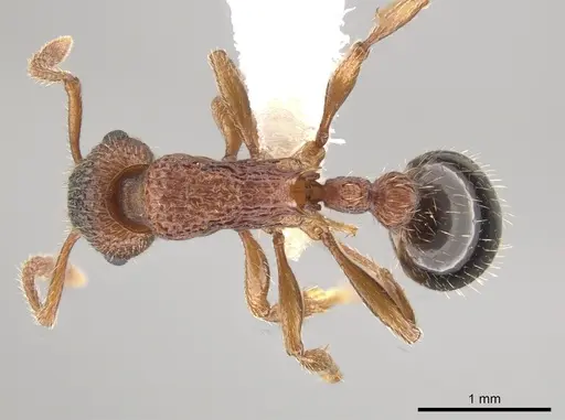Myrmica glacialis specimen CASENT0647891 image casent0647891_1