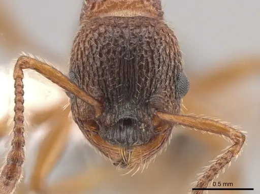 Myrmica glacialis specimen CASENT0647891 image casent0647891_2