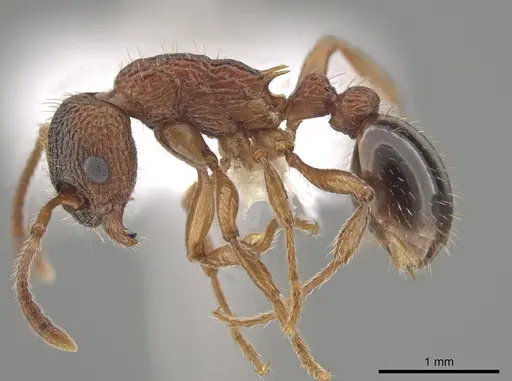 Myrmica glacialis specimen CASENT0647891 image casent0647891_3