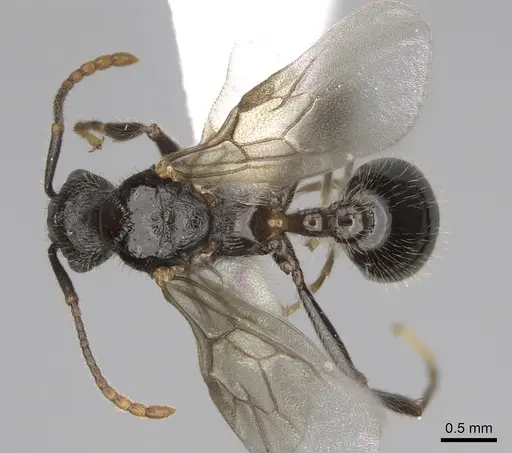 Myrmica glacialis specimen CASENT0862350 image casent0862350_1