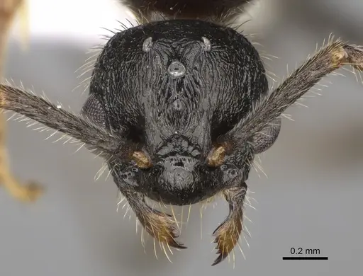 Myrmica glacialis specimen CASENT0862350 image casent0862350_2