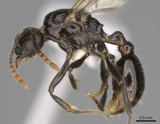 Myrmica glacialis specimen CASENT0862350 image casent0862350_3