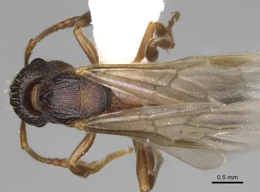 Myrmica glacialis specimen CASENT0862445 image casent0862445_1