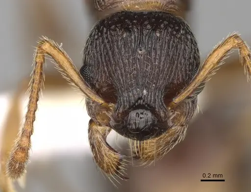 Myrmica glacialis specimen CASENT0862445 image casent0862445_2