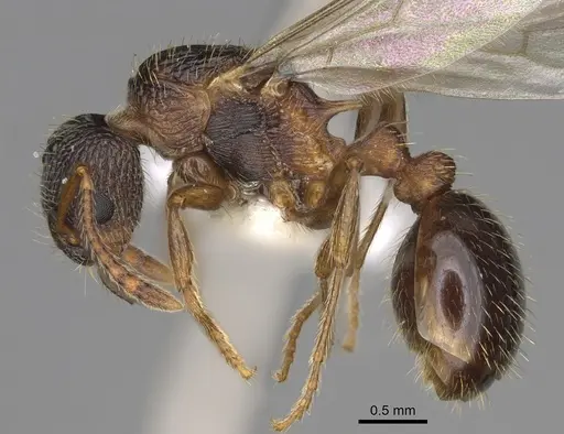 Myrmica glacialis specimen CASENT0862445 image casent0862445_3