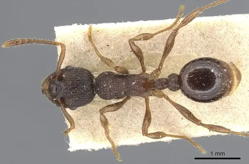 Myrmica glacialis specimen CASENT0904078 image casent0904078_1