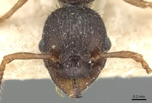 Myrmica glacialis specimen CASENT0904078 image casent0904078_2