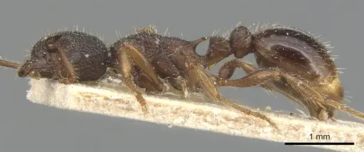 Myrmica glacialis specimen CASENT0904078 image casent0904078_3
