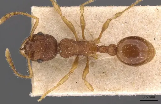 Myrmica glacialis specimen CASENT0907639 image casent0907639_1