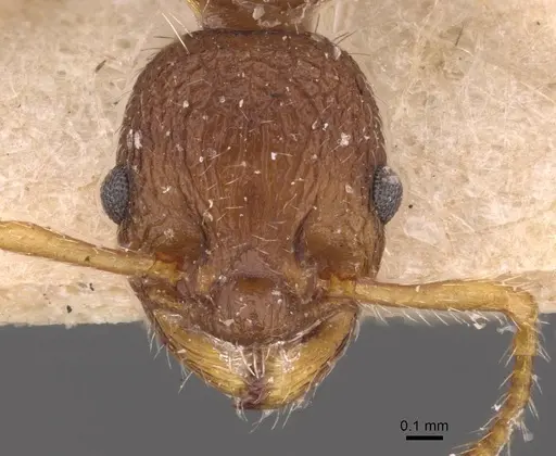 Myrmica glacialis specimen CASENT0907639 image casent0907639_2