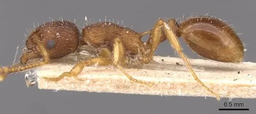 Myrmica glacialis specimen CASENT0907639 image casent0907639_3