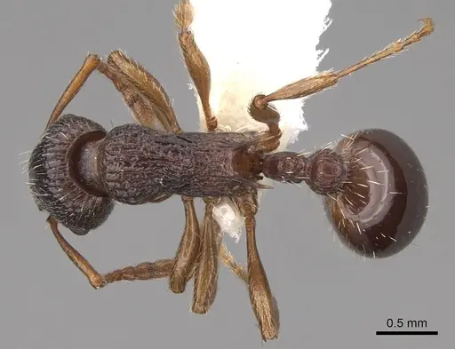 Myrmica glacialis specimen CASENT0922753 image casent0922753_1