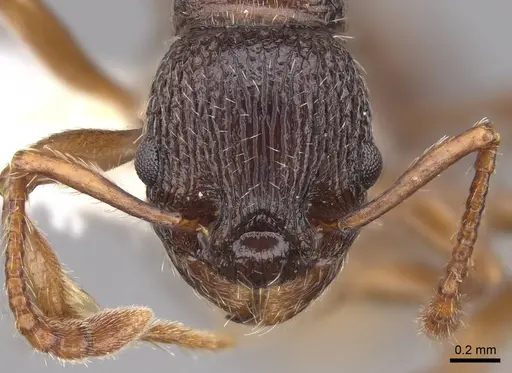 Myrmica glacialis specimen CASENT0922753 image casent0922753_2