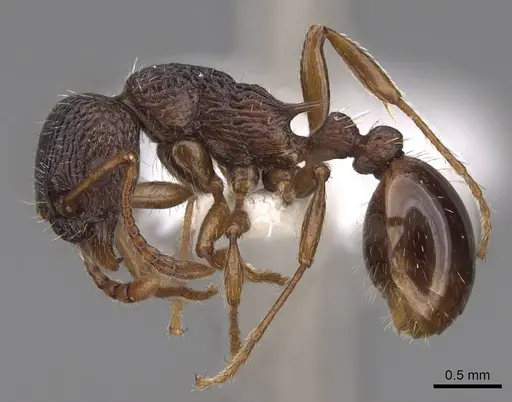 Myrmica glacialis specimen CASENT0922753 image casent0922753_3