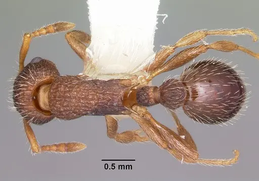 Myrmica hamulata specimen CASENT0104834 image casent0104834_1