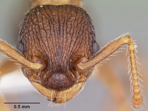 Myrmica hamulata specimen CASENT0104834 image casent0104834_2