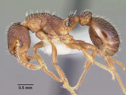 Myrmica hamulata specimen CASENT0104834 image casent0104834_3