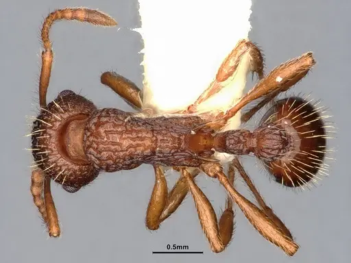 Myrmica hamulata specimen CASENT0884270 image casent0884270_1