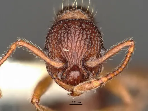 Myrmica hamulata specimen CASENT0884270 image casent0884270_2