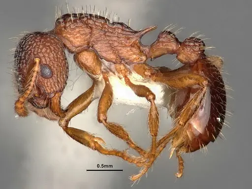 Myrmica hamulata specimen CASENT0884270 image casent0884270_3