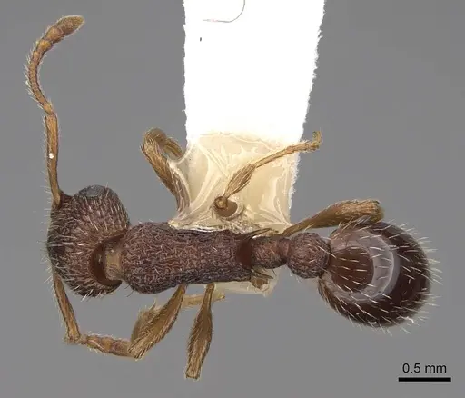 Myrmica hamulata specimen CASENT0922754 image casent0922754_1
